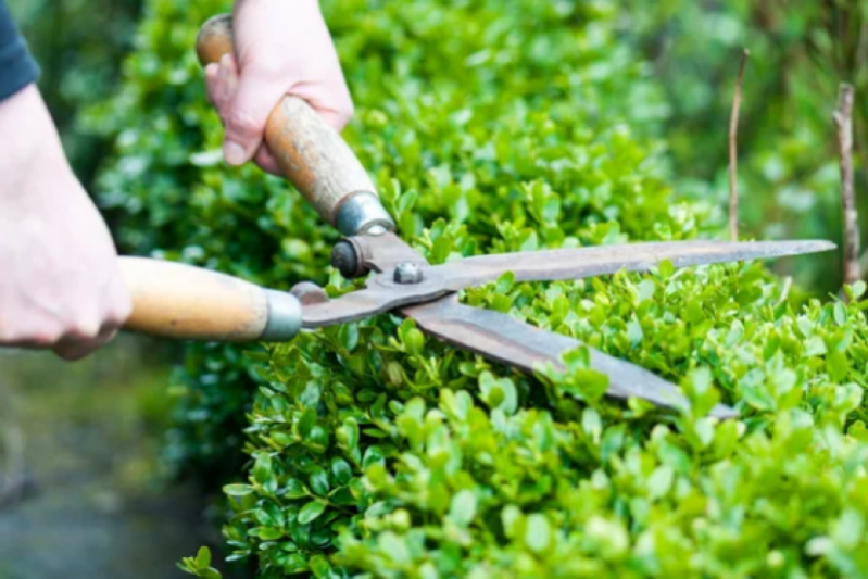 Jardinagem para Empresas Orçamento Camboinhas - Jardinagem e Limpeza de Terreno