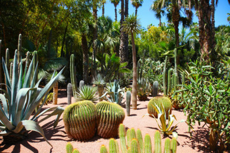 Manutenção em Jardim Valores Gragoata - Serviço de Manutenção de Jardim