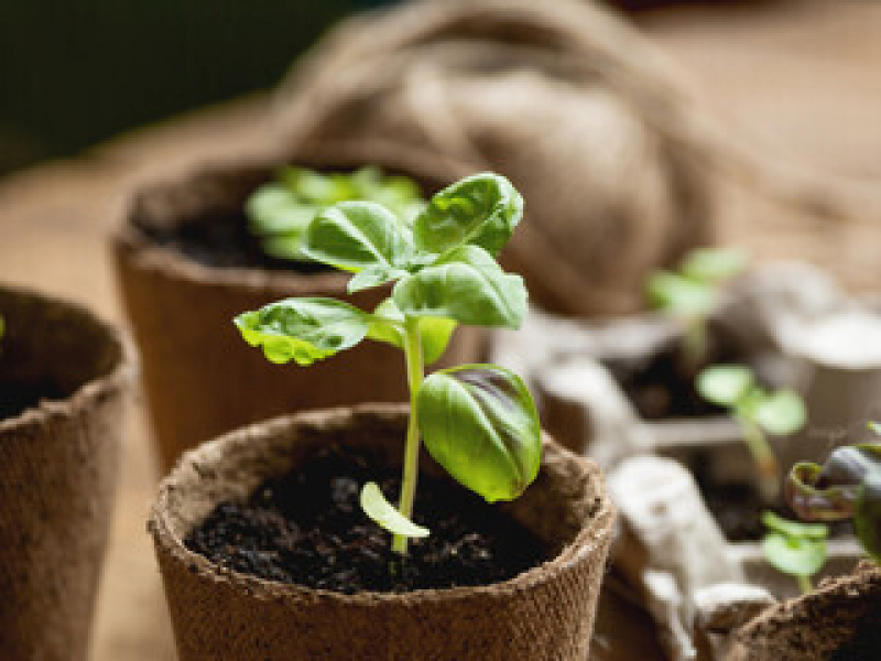 Muda de Planta Preço Caju - Muda de Primavera