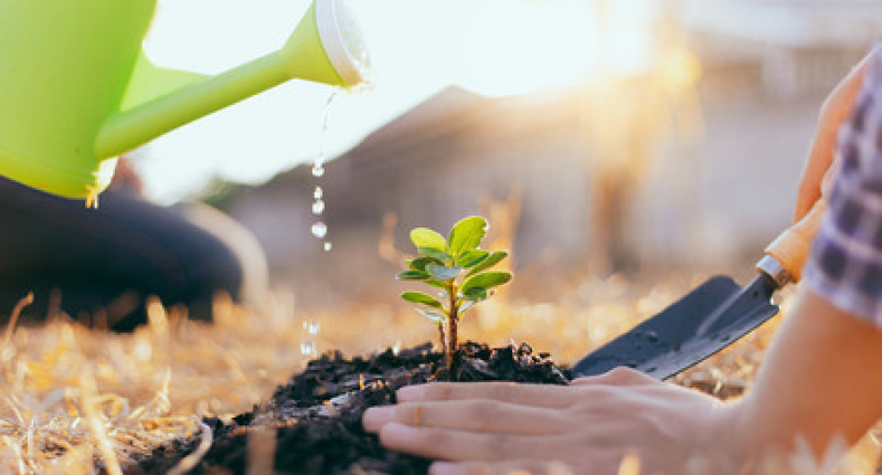 Muda Frutifera Vila Progresso - Muda de Costela de Adão