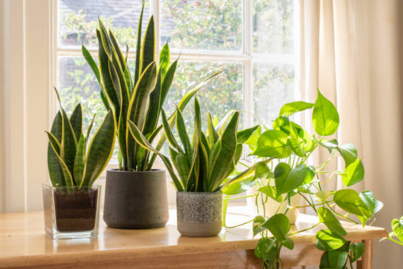 Onde Comprar Vaso Grande para Jardim Balneário Bambui - Vaso para Planta Niterói