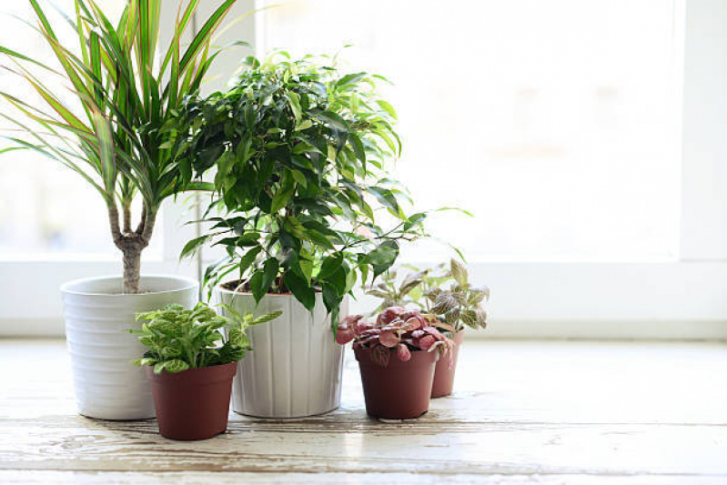 Onde Comprar Vaso para Orquídea Sape - Vaso Polietileno Grande