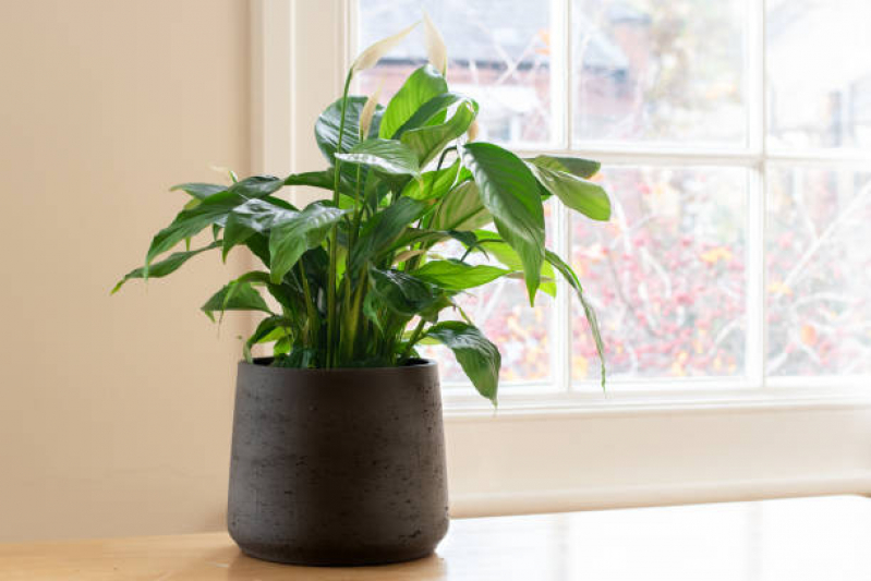 Onde Comprar Vaso para Planta Engenho do Mato - Vaso de Polietileno