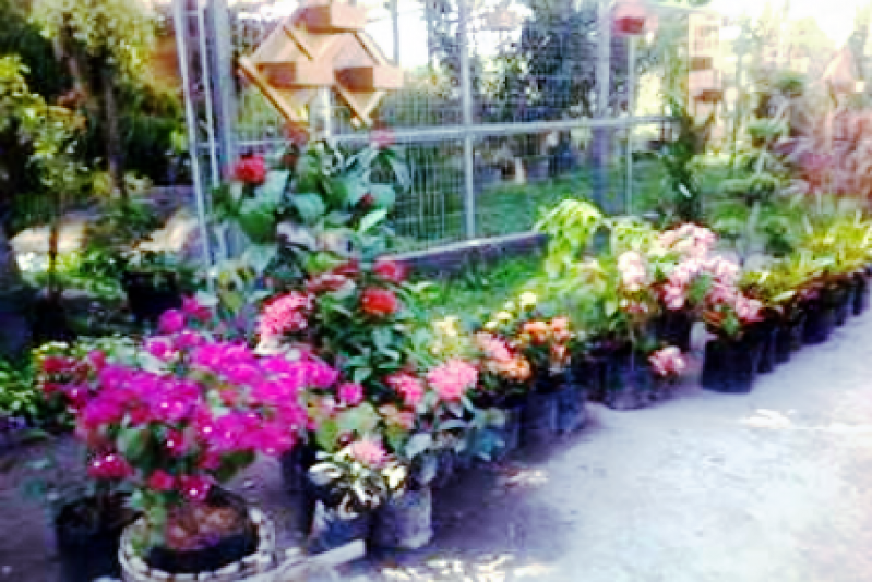 Paisagismo e Jardinagem em Condomínios Caju - Serviço de Jardinagem e Paisagismo