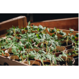 Muda de Costela de Adão