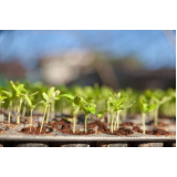Muda de Planta Niterói