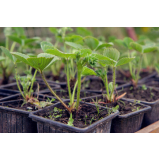 Muda de Planta Rio de Janeiro