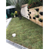 Plantio de Grama Amendoim