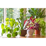 Vaso de Planta Grande