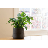 Vaso para Planta Rio de Janeiro