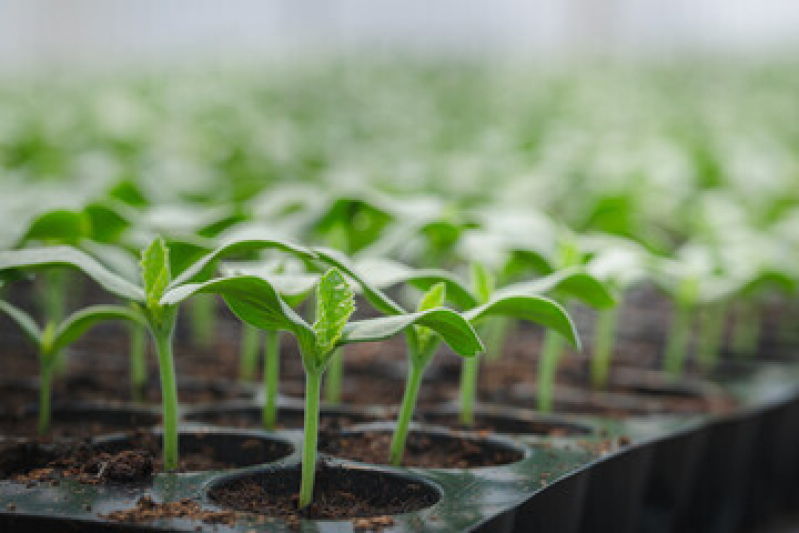 Valor de Muda de Babosa Engenhoca - Muda de Planta Niterói