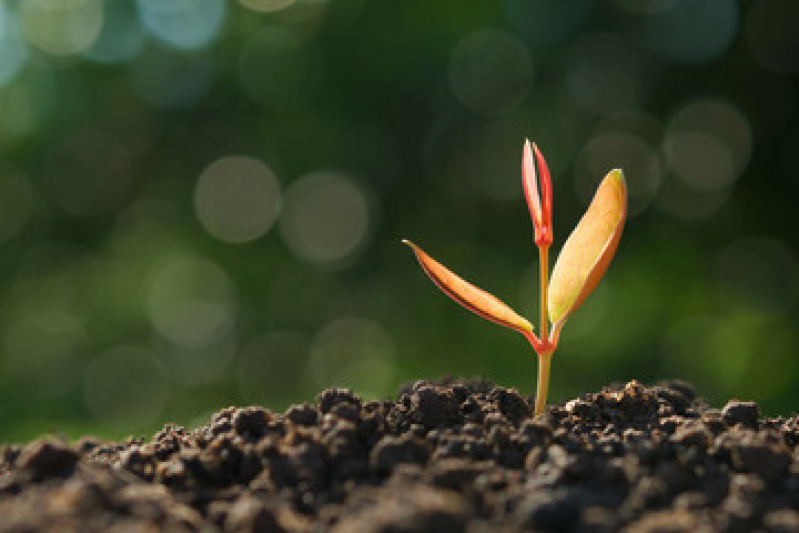 Valor de Muda de Manjericão Tribobo - Muda de Planta Niterói