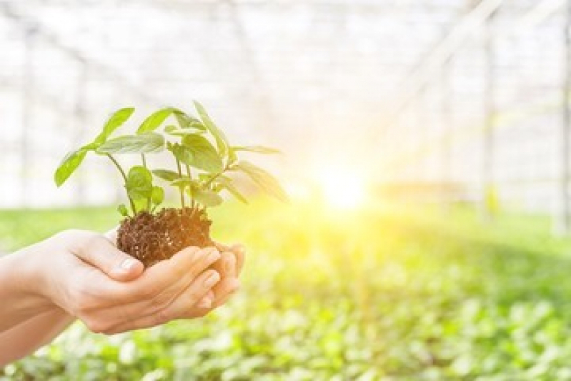 Valor de Muda de Planta Itaipu - Muda de Babosa