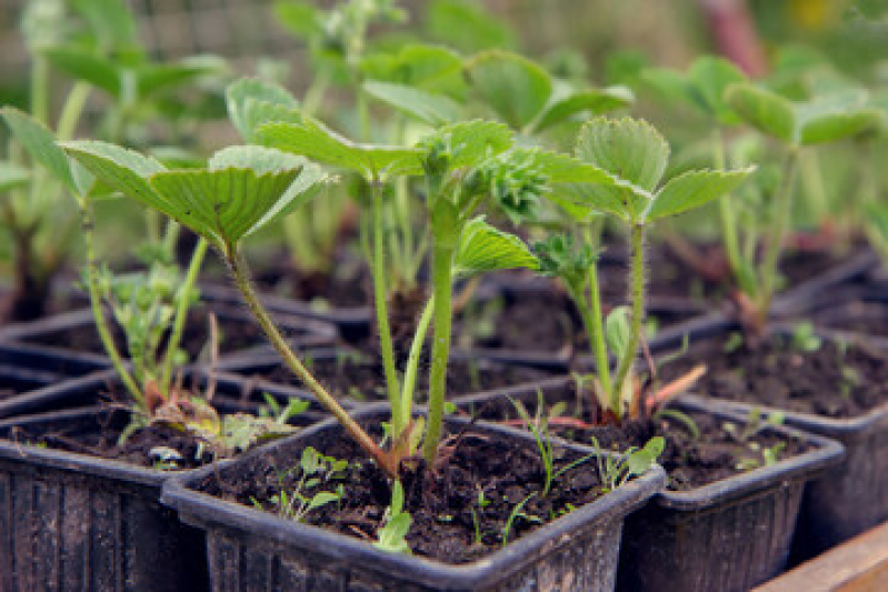 Valor de Muda Frutifera Barra Maricá - Muda Costela de Adão