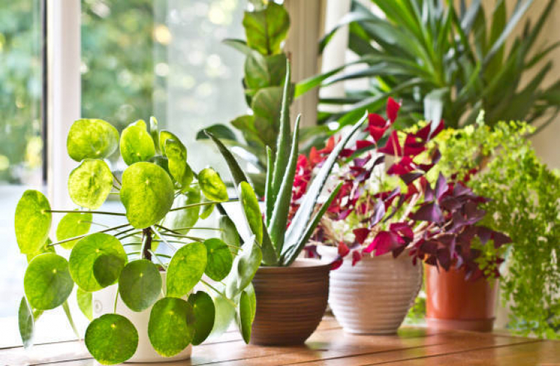 Vaso de Planta Grande Valores Camboinhas - Vaso de Flor Grande - Perolla  Plantas Manutenção de Jardim em Niterói