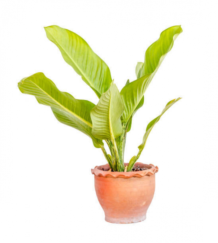 Vaso de Planta Pequeno Valores Cordeirinho - Vaso de Planta