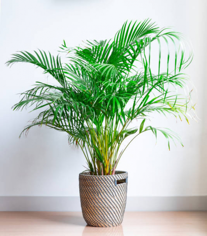 Vaso de Planta Pequeno Figueira - Vaso de Polietileno