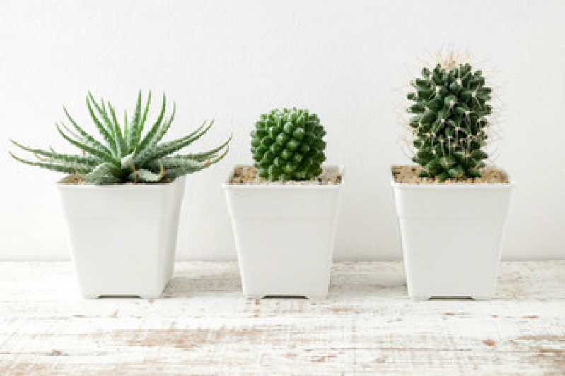 Vaso para Orquídea Boqueirão - Vaso de Parede